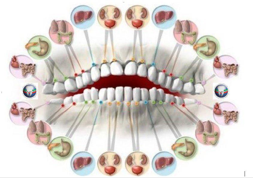 هر دندان با یک عضو بدن ارتباط دارد