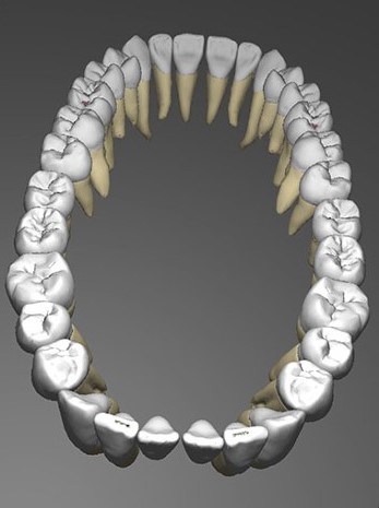 دایره المعارف دندانی به همراه مورفولوژی